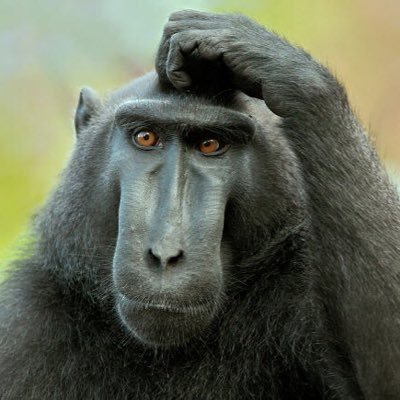 Thinking Monkey (@cerebralchimp) | Twitter
