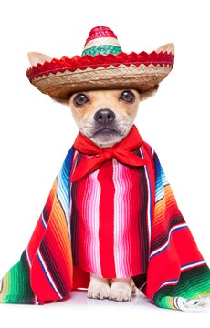 mexico-chihuahua-fact.jpg