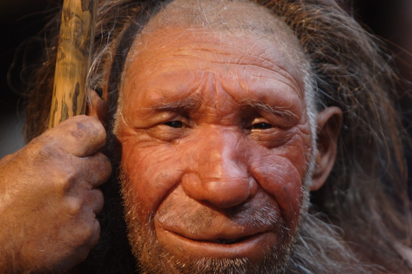 Neanderthals ate fresh herbivores, not rotten meat - Cosmos Magazine