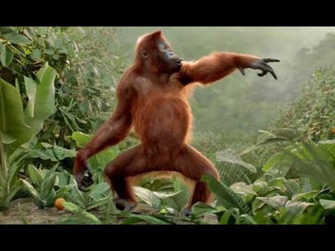 TRY NOT TO LAUGH or GRIN At This Funny Monkeys Dancing Compilation 2017 -  YouTube