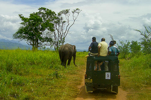 udawalawa-safari.jpg